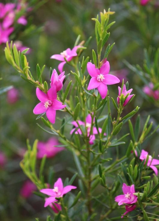 Close-up of pink blooms from the Crowea 'Waxflower' 6" Pot, featuring star-shaped petals and green leaves, growing on a plant outdoors.