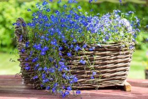 Basket filled with vibrant blue flowering plants and Dampiera 'Southern Blue' in a 6" pot, placed on a wooden surface outdoors.