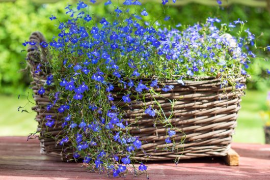 Basket filled with vibrant blue flowering plants and Dampiera 'Southern Blue' in a 6" pot, placed on a wooden surface outdoors.