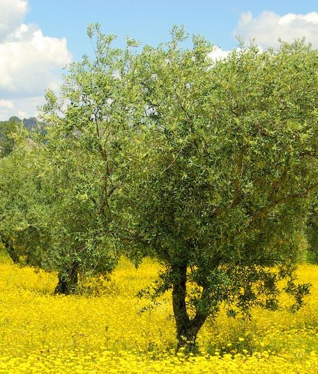 Olive trees in a lush field of yellow flowers under a blue sky with scattered clouds, reminiscent of how to water indoor plants, ensuring each one thrives with just the right touch.