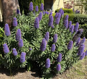 A lush bush with multiple tall purple flower spikes in front of a yellow house, surrounded by greenery.