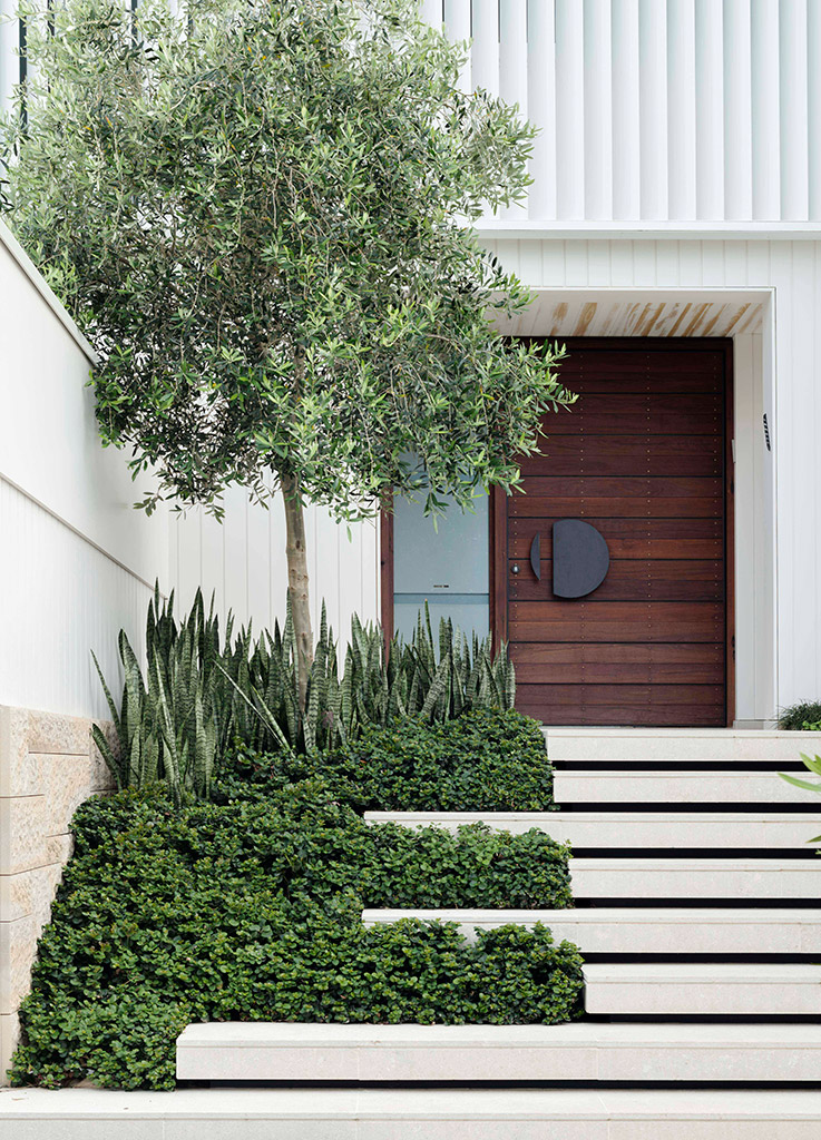 A modern entryway with white steps, lush greenery—perfect for those curious about how to water indoor plants—a tall tree on the left, leading to a wooden door with a circular handle, set against a white wall.