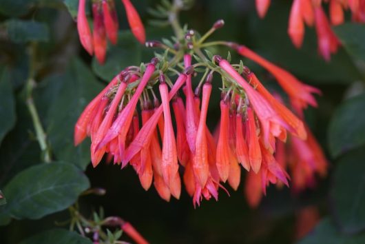 Close-up of a cluster of tubular, red-orange flowers hanging downward, surrounded by green foliage.