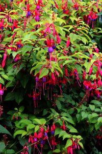 A dense bush in a 6" pot, known as Fuchsia 'Sundancer,' features abundant green leaves with numerous vibrant fuchsia flowers, each adorned with purple petals and elongated pink sepals.