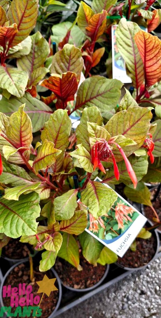 Fuchsia 'Coralle' 6" pots, showcasing vibrant red and green leaves along with elegant flowers, are artfully arranged and tagged for sale at the nursery.