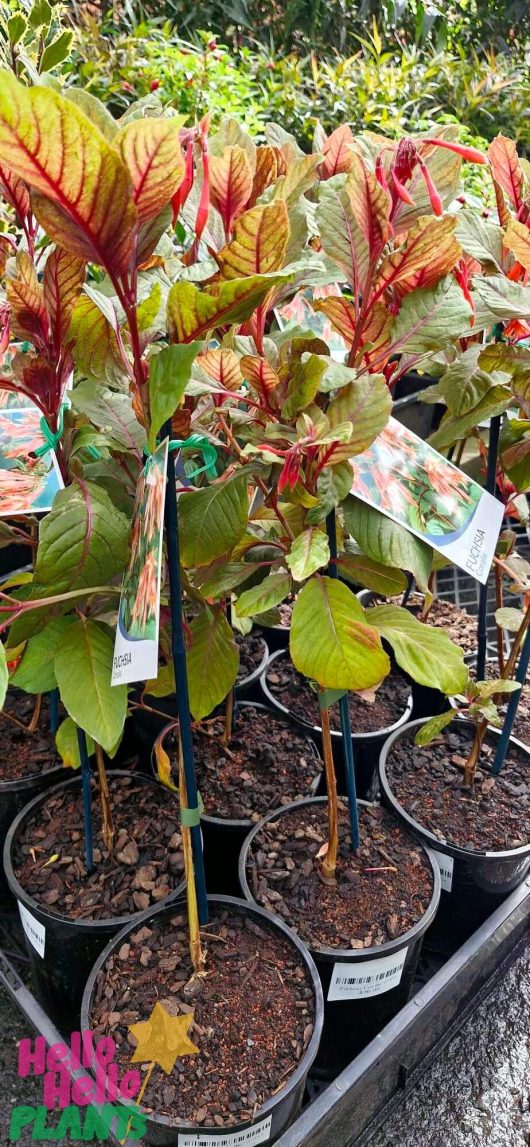 Fuchsia 'Coralle' potted plants with vibrant green and red leaves are arranged on a shelf, each featuring an individual label and price tag.