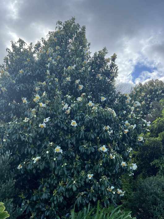 A Gordonia 'Fried Egg Plant' in an 8" pot, with its tall stature and dark green leaves adorned by white flowers, stands majestically against a partly cloudy sky in a garden setting.