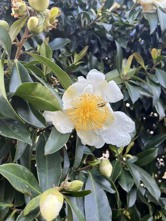 Close-up of a Gordonia 'Fried Egg Plant' flower with a prominent yellow center, surrounded by green leaves and buds.