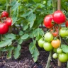 Tomatoes of various ripeness stages, from green to red, are growing on vine plants in a well-planned garden, demonstrating an excellent solution to common garden design problems.