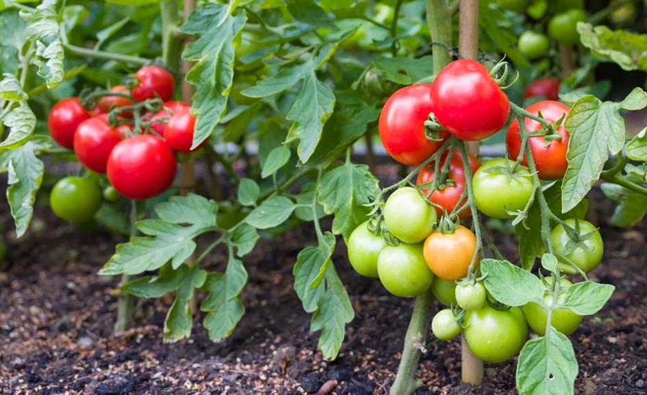 Tomatoes of various ripeness stages, from green to red, are growing on vine plants in a well-planned garden, demonstrating an excellent solution to common garden design problems.