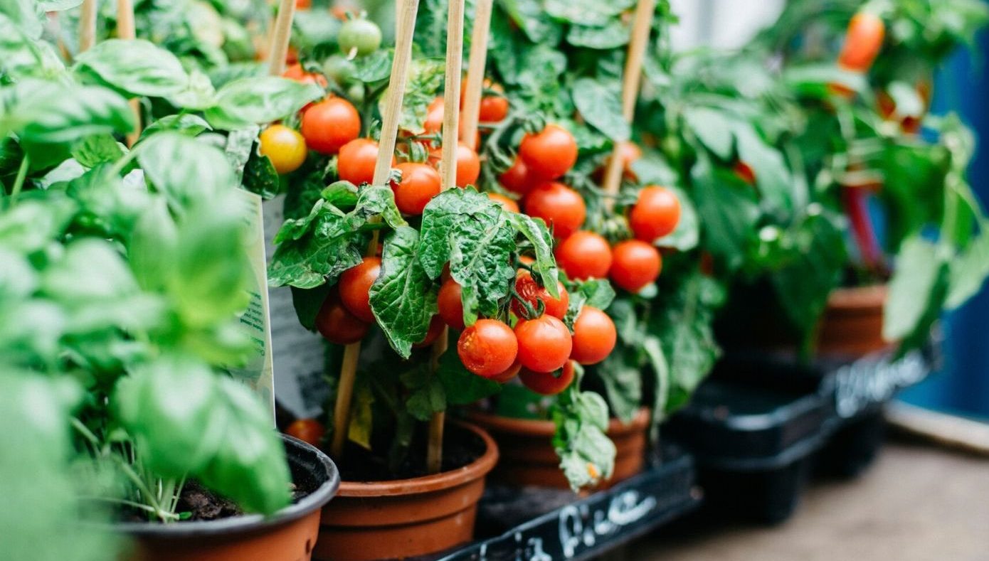 Pots of tomato plants with ripe red tomatoes and green leaves are arranged in a plastic tray on a table, providing a glimpse into solving common garden design problems.