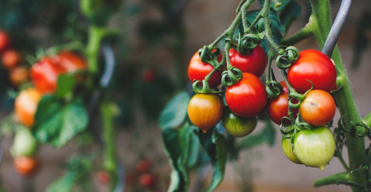 Clusters of red, orange, and green tomatoes growing on a vine can be a delightful addition to your garden, though addressing garden design problems may enhance their aesthetic appeal.