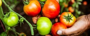 Hands holding ripe and unripe tomatoes still on the vine in a garden.