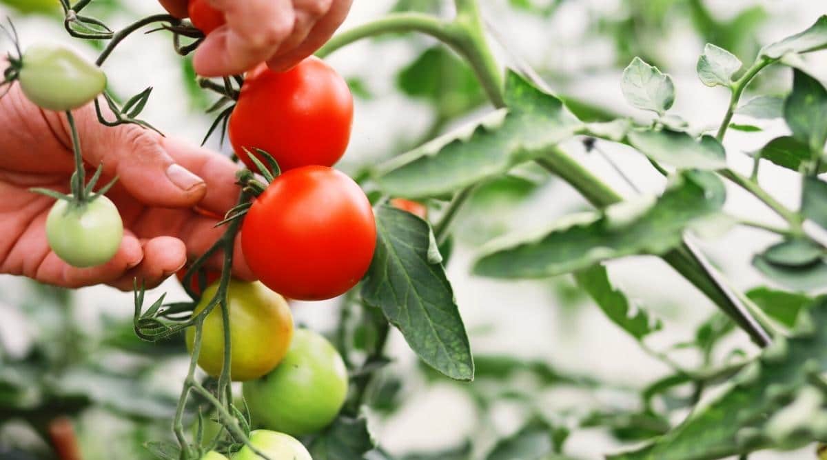 A person's hand is picking ripe red tomatoes from a plant with green tomatoes and leaves, showcasing a harmonious balance often sought in garden design.