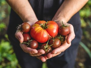 Person holding a variety of tomatoes in both hands, including one large red tomato and several smaller dark red tomatoes, a testament to solving garden design problems.