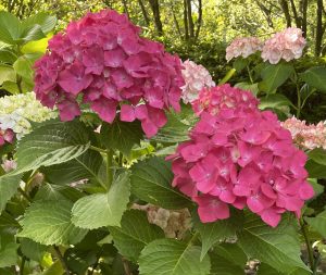 Close-up of large clusters of vibrant pink Hydrangea Schroll 'Popcorn Candy' flowers, tinged with hints of red and purple for a touch of romance, nestled among lush green leaves with delicate light pink and white hydrangea clusters in the background, all beautifully presented in an 8" pot.