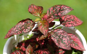 A potted Hypoestes 'Splash Mix' plant with green and pink variegated leaves stands gracefully against a blurred green background.