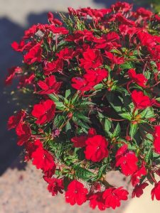 An aerial view captures a densely packed circular arrangement of Impatiens 'Red' with vibrant red blooms and lush green foliage, all thriving in a 4" pot.