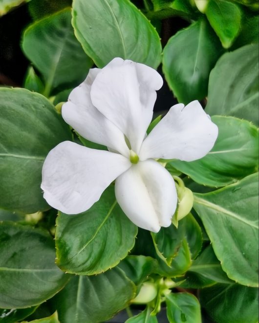 Close-up of an Impatiens 'White' flower from a 4" pot, featuring broad white petals surrounded by lush green leaves.