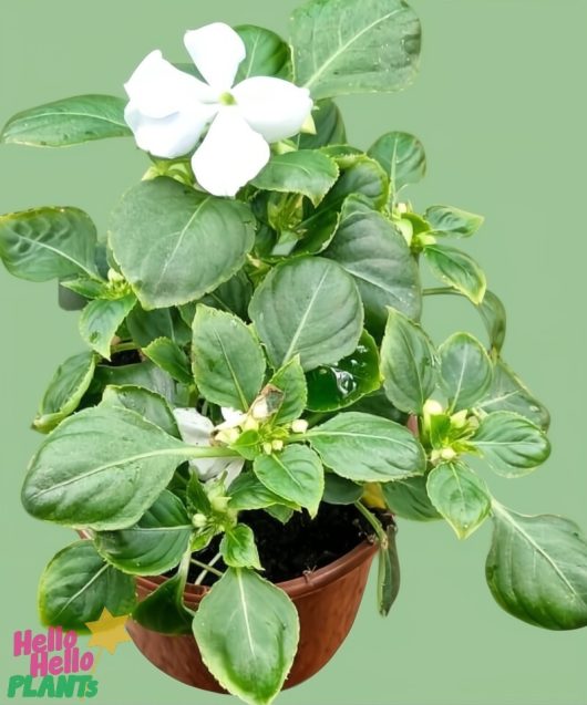 A 4" pot of Impatiens 'White', featuring green leaves and a single white flower, is against a plain background. The "Hello Hello Plants" logo appears in the bottom left corner.