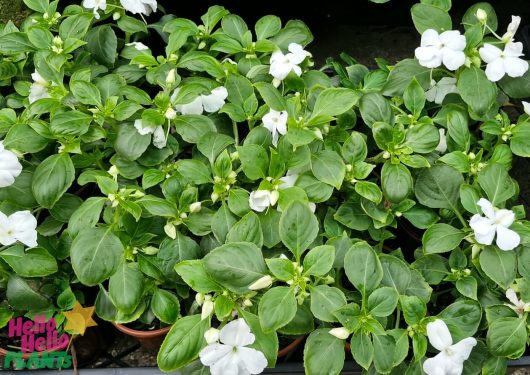 A cluster of green plants in pots displayed on a surface features vibrant Impatiens 'White' with small white flowers.