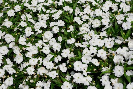 A dense cluster of Impatiens 'White' flowers in a 4" pot, accentuated by vibrant green leaves.