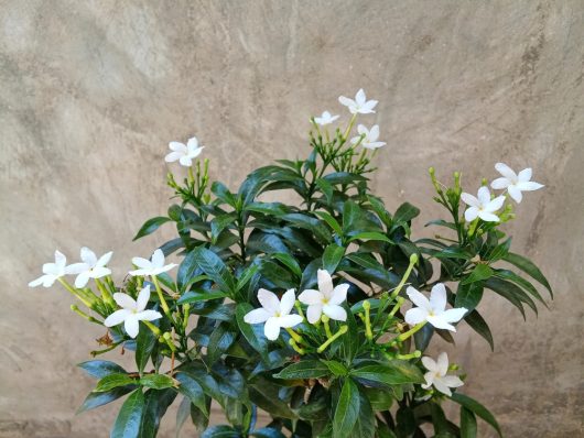 A plant with dark green leaves and clusters of white star-shaped flowers stands against a concrete wall.