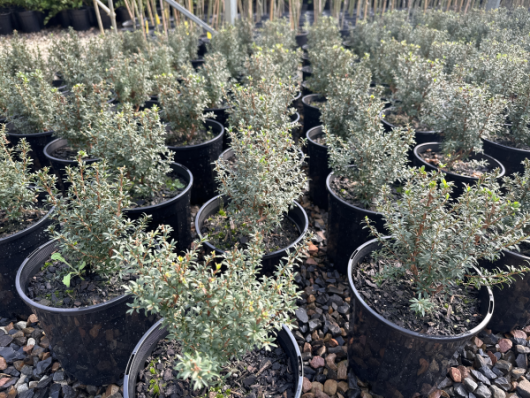 Rows of potted plants with small green shrubs, including vibrant Kunzea 'Snowman' in 8" pots, in a nursery set on gravel ground with a backdrop of larger plants.