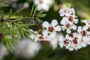 Close-up of a Kunzea 'Snowman' branch with slender green leaves and clusters of small white flowers with dark centers in full bloom, thriving in an 8" pot.