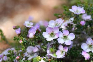 Close-up of a Leptospermum 'Lavender Queen' Tea Tree 6" Pot, showcasing small light pink flowers in full bloom along with some buds, set against green foliage and a blurred background.