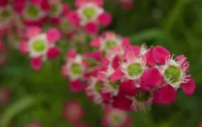 Close-up of the vibrant pink flowers of Leptospermum 'New Zealand Tea Tree' 6" Pot, featuring green centers and white fringes against a softly blurred green background.