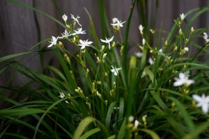 A cluster of green leaves and tall stems with small white star-shaped flowers, known as Libertia 'Shadow Star™', sits gracefully in a 6" pot against a dark background.