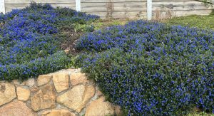 A garden bed with dense clusters of small blue flowers and green foliage bordered by a stone wall and wooden fence.