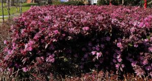 Close-up of vibrant, purple flowering bushes in an outdoor garden setting, with some surrounding greenery and a building visible in the background.