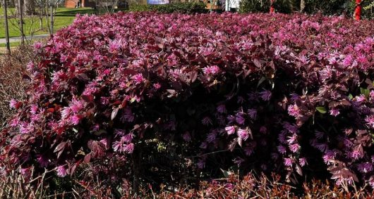 Close-up of vibrant, purple flowering bushes in an outdoor garden setting, with some surrounding greenery and a building visible in the background.