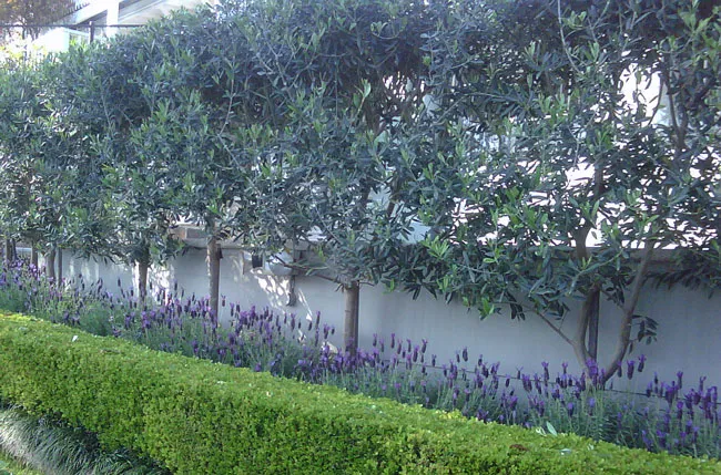 A neatly trimmed hedge with blooming lavender flowers in front of tall, leafy trees against a white wall backdrop creates a serene garden scene, reminiscent of tips on how to water indoor plants for lush greenery.