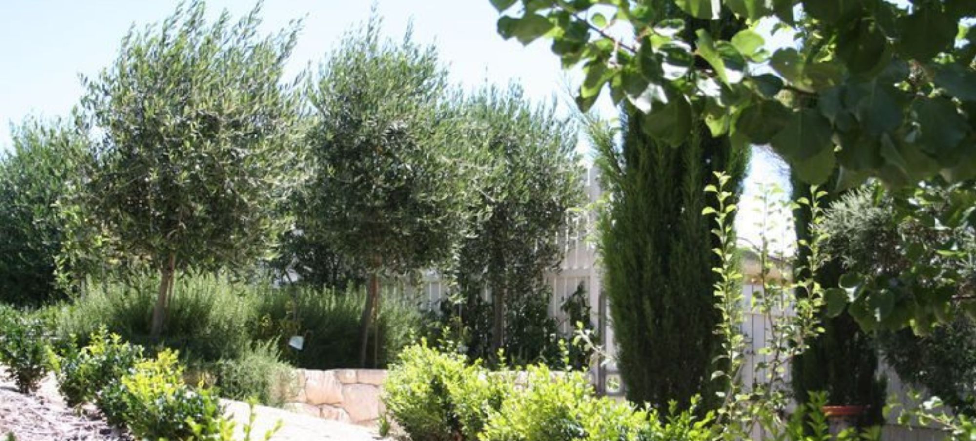 A lush garden with various green trees and bushes, set against a sunny backdrop reminiscent of guides on how to water indoor plants. A stone pathway is visible on the left side.