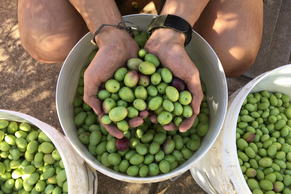 A person holds a handful of green olives over a bucket filled with olives, surrounded by two more buckets of green olives. It's as simple as learning how to water indoor plants, but far tastier and greener!