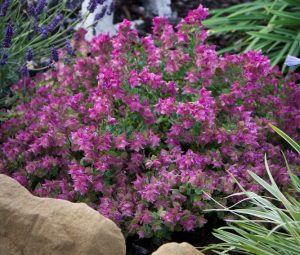 A flowering bush with clusters of small, pink-purple blooms is surrounded by various green plants, including Origanum 'Dingle Fairy' in a 4" pot, and brown rocks.