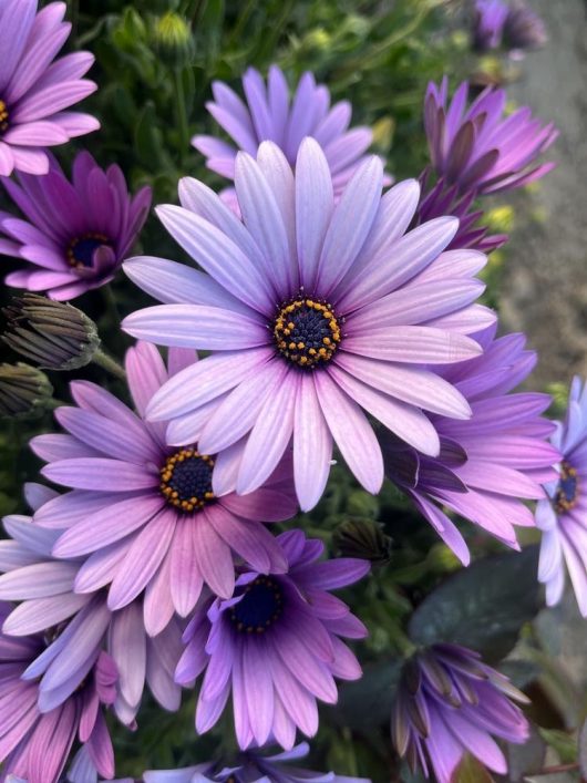 A close-up of the Osteospermum 'Serenity™ Spring Day' African Daisy reveals purple and lavender petals with yellow centers, beautifully open and slightly overlapping, perfectly capturing the essence of a serene spring day in the garden.