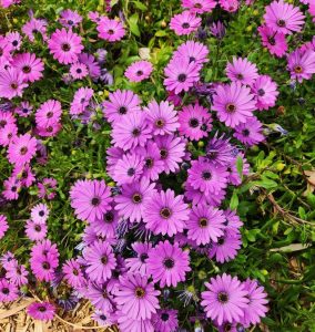 A cluster of vibrant purple daisies in full bloom, surrounded by green foliage.