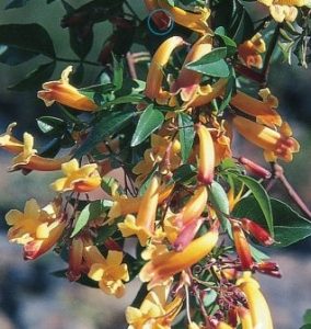 Close-up of yellow and orange tubular flowers with green leaves on a branch, characteristic of the Pandorea 'Wonga Gold Sunrise' 6" Pot (Copy) vine.