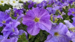 Close-up of a vibrant purple petunia from the Petunia 'Dreams™ White' series, nestled among other purple and white petunias in a garden.