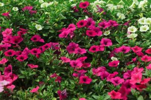 A lush garden bed filled with vibrant pink and white petunias from a 4" pot, surrounded by dense green foliage, is complemented by the stunning hues of Petunia 'Dreams™ Blue' from a 4" Pot.