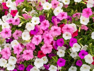 A cluster of green foliage and vibrant blooms in a 4" pot adds a touch of color to any space, courtesy of Petunia 'Dreams™ Red'.