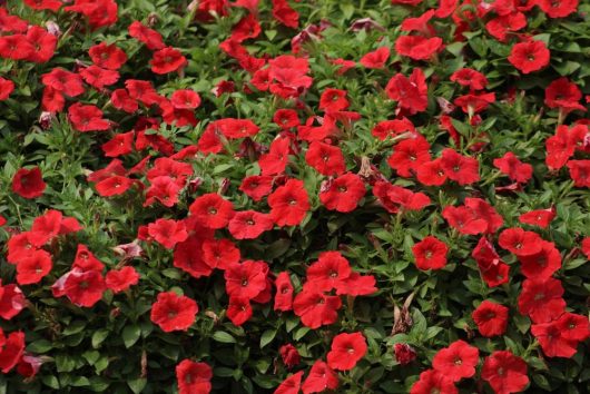 A dense bed of vibrant Petunia 'Dreams™ Burgundy' in full bloom, surrounded by lush green foliage, each nestled in a 4" pot.