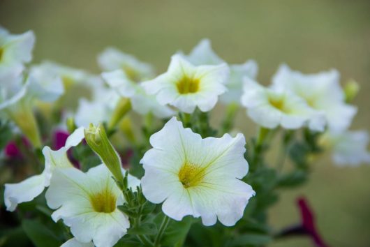 Close-up of Petunia 'Dreams™ White' flowers, featuring yellow centers blooming on green stems in a 4-inch pot, set against a blurred background.