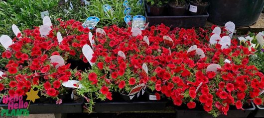 Rows of potted Petunia Supertunia Vista® 'Scarlet', with striking red blooms and white labels, are displayed on black trays at the garden center.