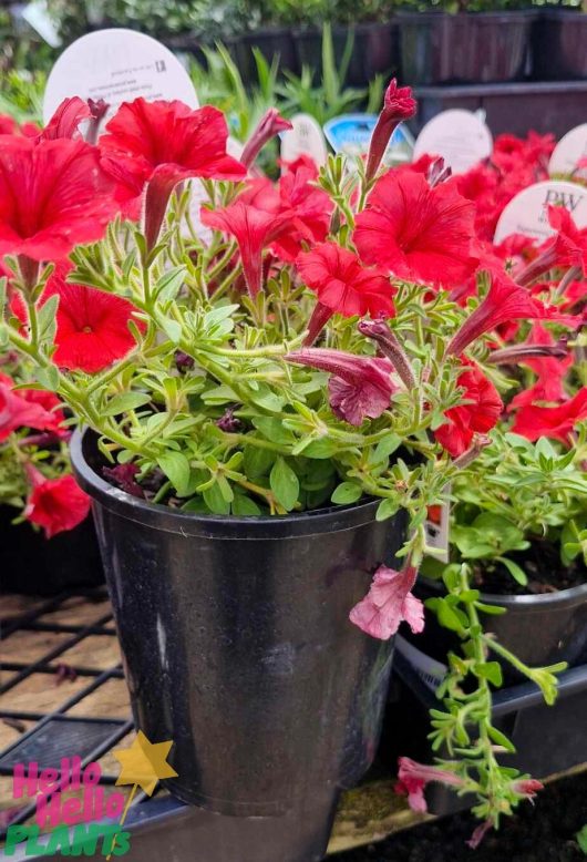 A black pot overflowing with vibrant Petunia Supertunia Vista® 'Scarlet', their lush green leaves highlighting the vibrant red blooms, is showcased amidst other similar plants in a lively garden center.