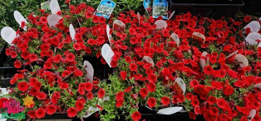 Petunia Supertunia Vista® 'Scarlet' in 6" pots are on display, their vibrant red blooms surrounded by lush green leaves, with plant tags peeking through the foliage.